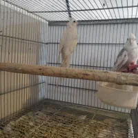 آلبینو وایت فیس مولد|پرنده|خمینیشهر, |دیوار