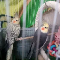 عروس هلندی|پرنده|کیش, |دیوار