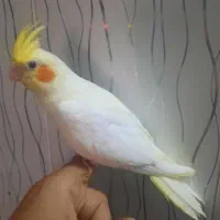 ساعت عروس هلندی