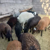 فروش بره کشتاری|حیوانات مزرعه|فیروزکوه, |دیوار