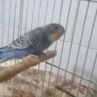 دو عدد مرغ عشق