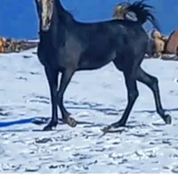 اسب جوان