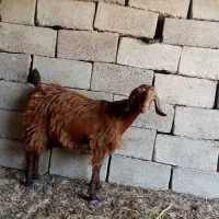 کهره لنگ سه تایی