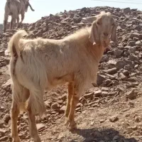 گوسفند فروشی|حیوانات مزرعه|بیرک, |دیوار