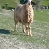 قوچ بختیاری ۳ سال