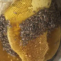 عسل کوهی خالص|خوردنی و آشامیدنی|اهر, |دیوار