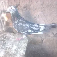 جفت سار نسل قدیم