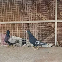 طاووسی سیاه|پرنده|تایباد, |دیوار