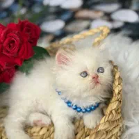 تنها مجموعه‌ گربه‌ در اهواز (پرشین/اسکاتیش/بریتیش)|گربه|اهواز, کیانپارس |دیوار