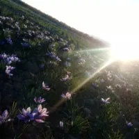 زمین-کشاورزی