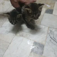 بچه.گربه