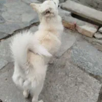 واگذاری یک سک دورگه باهوش