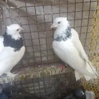 کبوتر