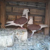 ۲جفت شازده         ارسال هم دارم