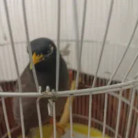 مرغ مینا سخنگو