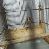 فروش‌سهره‌متولد‌قفس‌|پرنده|محلات, |دیوار