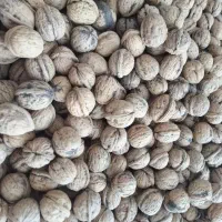 گردو مغزپرسفیدنورآباد|خوردنی و آشامیدنی|خاوه, |دیوار