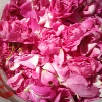گل محمدی