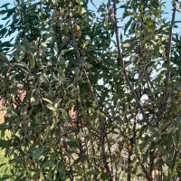 باغ|فروش خانه و ویلا|مرودشت, رودبال|دیوار