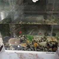 نیازمند پمپ اکواریوم