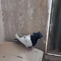 پرنده(کبوتر)|پرنده|کهک, |دیوار