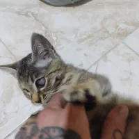 واگذاری گربه بی پناه