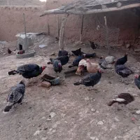 بوقلمون برزیلی ماده