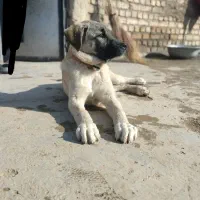 کوچوک سرابی