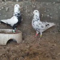 ۲ جفت کبوتر جهت معاوضه با سربری|پرنده|لامرد, |دیوار