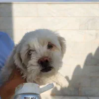 سگ شیتزو ماده