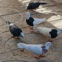 فروش کبوتر پرشی وزمینی|پرنده|ابهر, |دیوار