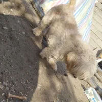 فروشی|سگ|محمدبار, |دیوار