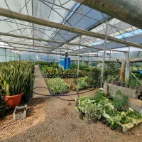 گل طبیعی|گل و گیاه طبیعی|کلاردشت, |دیوار