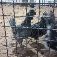 مرغ و خروس محلی و گلین|حیوانات مزرعه|کرج, کیانمهر|دیوار