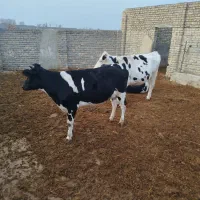 گاو|حیوانات مزرعه|چناران, |دیوار