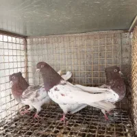 کبوتر خوبا|پرنده|شیراز, اصلاح‌نژاد|دیوار