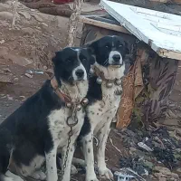 سگ نر سرابی