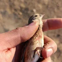 سهره|پرنده|همدان, |دیوار