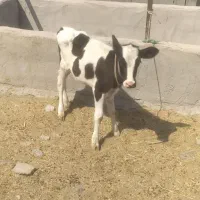 گوساله هلشتین ماده