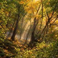 تور یک روزه سلکی سر با صبحانه