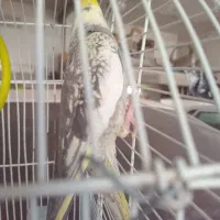عروس نر دستی گلباقالی