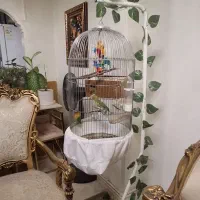 ۴ تا طوطی برزیلی فیشر و تخم گذار