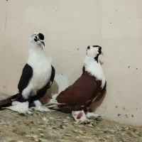 کبوتر پر دار