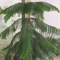 کاج مطلق سر حال