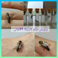 بچه مصنوعی زنبور عسل،ملکه جفت خورده وباکره،عسل.