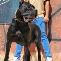 توله مشکی بولو شامپاینی کنکورسو پکیج کامل رنگ