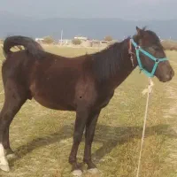 کره ی نریون معاوظه