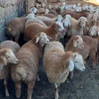 فروش گوسفند وخریدار گوسفند بره به چک معتبر