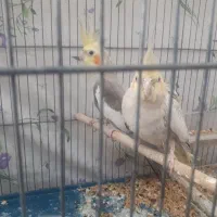 عروس هلندی نروماده