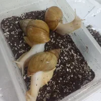 سه عدد حلزون آلبینو